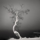 Frang Dushaj-Leaning Tree VI