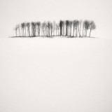 Frang Dushaj-Birches in Snow