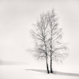 frang-dushaj-silver-birches